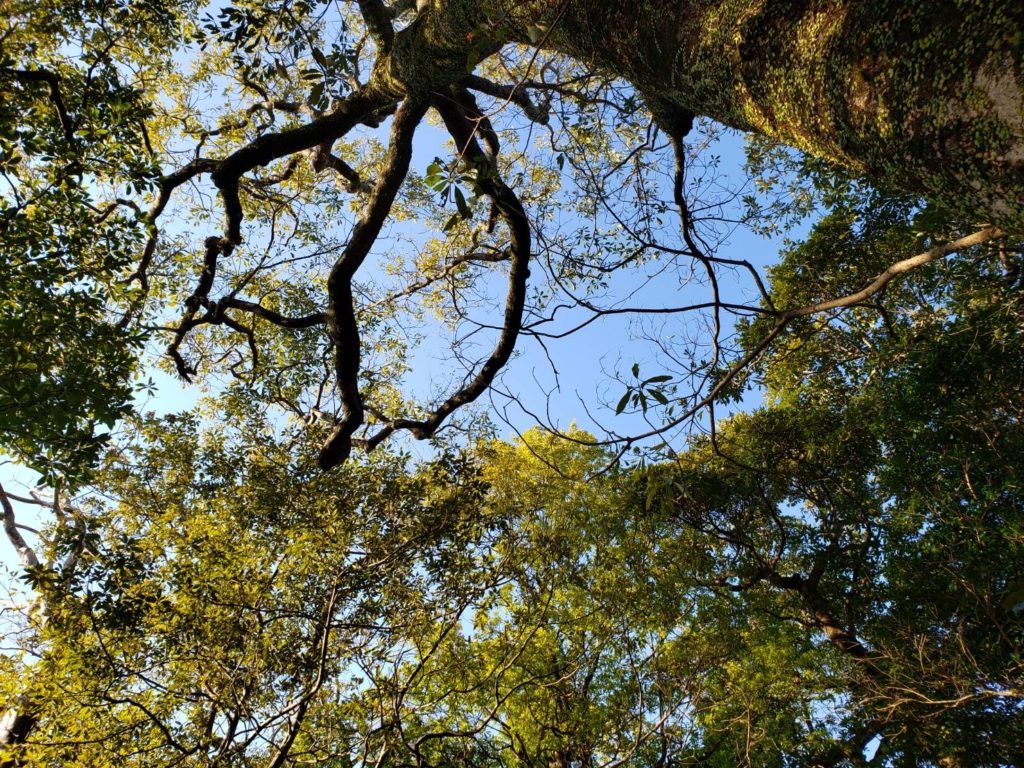 森の中から見上げた空