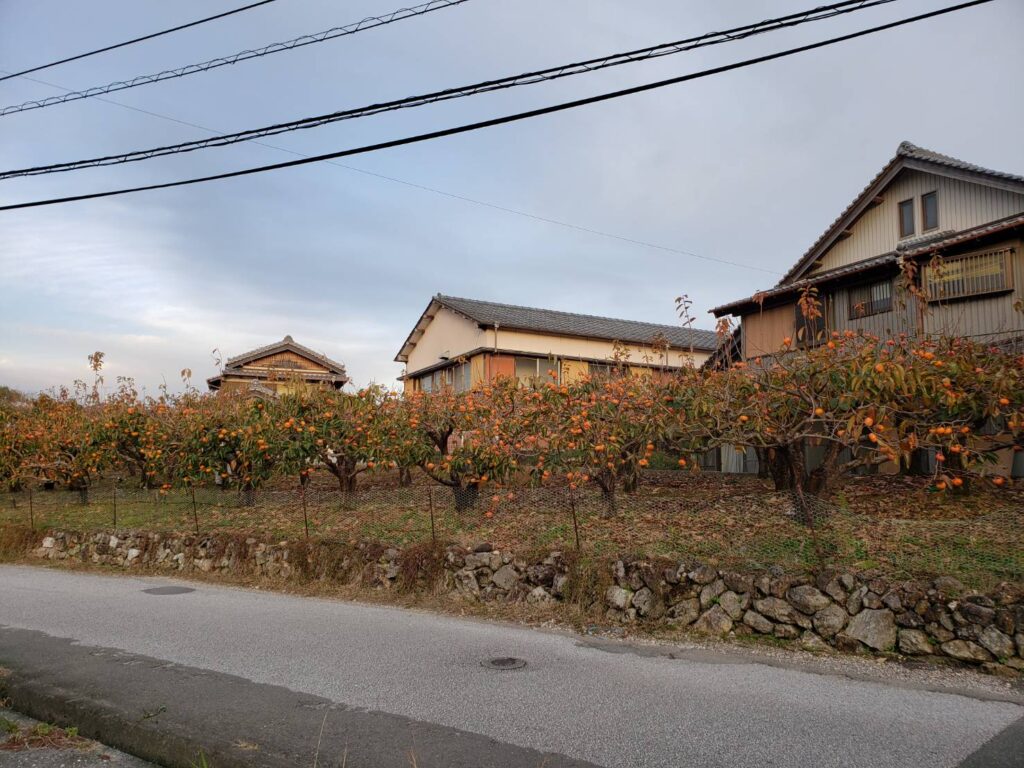 住宅地の畑一面に鈴なりの実をつけた柿の木